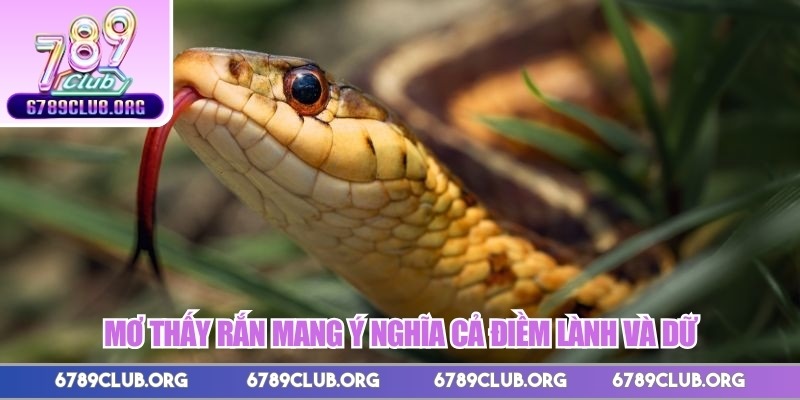Mơ thấy rắn mang ý nghĩa cả điềm lành và dữ