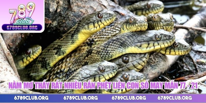 Nằm mơ thấy rất nhiều rắn phệt liền con số may mắn 77 - 21