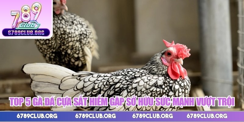 Top 5 gà đá cựa sắt hiếm gặp sở hữu sức mạnh vượt trội